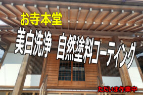 ただいま　お寺本堂の外部の木部白木洗い　美白洗浄　作業中です！