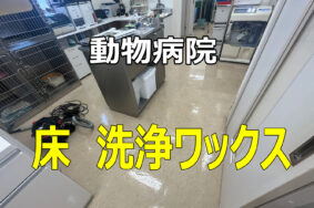 動物病院の床の洗浄ワックス——定期清掃のススメ　【小牧市　動物病院　床洗浄ワックス有難うございました。】